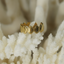 SO SHELLY OPEN BACK RING