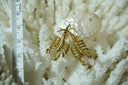 Alternate view: gold-tone scorpion earrings with curved tails, segmented bodies, legs and pincers.