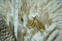 Gold-tone scorpion earrings with curved tails, segmented bodies, legs and pincers.