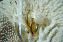 Alternate view: elongated gold-tone crescent hoop earrings with tapered ends and smooth reflective surfaces.