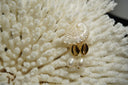 Alternate view: gold-tone cowrie-motif stud earrings with textured central openings and white oval bead drops.