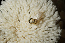 Gold-tone rounded hoop earrings with scattered clear round accents in different sizes.