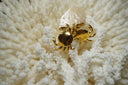 Gold-tone crab stud earrings with domed bodies, curved legs and raised pincers.