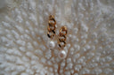Alternate view: gold-tone drop earrings with chunky chain-style links and rounded white bead drops.