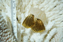 Alternate view: gold-tone asymmetric fan-shaped earrings with long curved grooves and flared edges.
